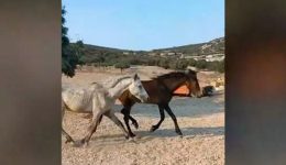 koropi-pliris-adiaforia-gia-ta