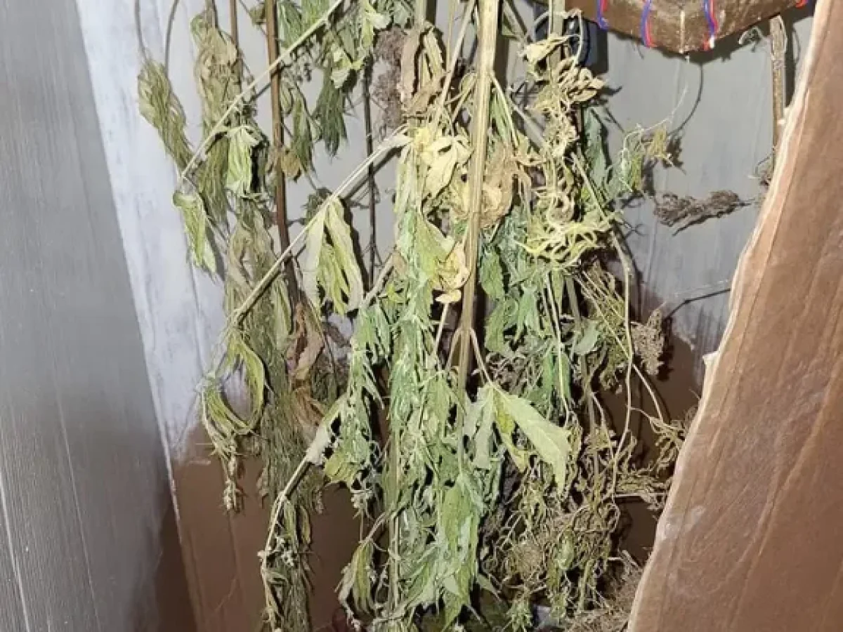 Κοζάνη: Σύλληψη 68χρονου για καλλιέργεια και κατοχή κάνναβης – Είχε στήσει αυτοσχέδιο αποξηραντήριο