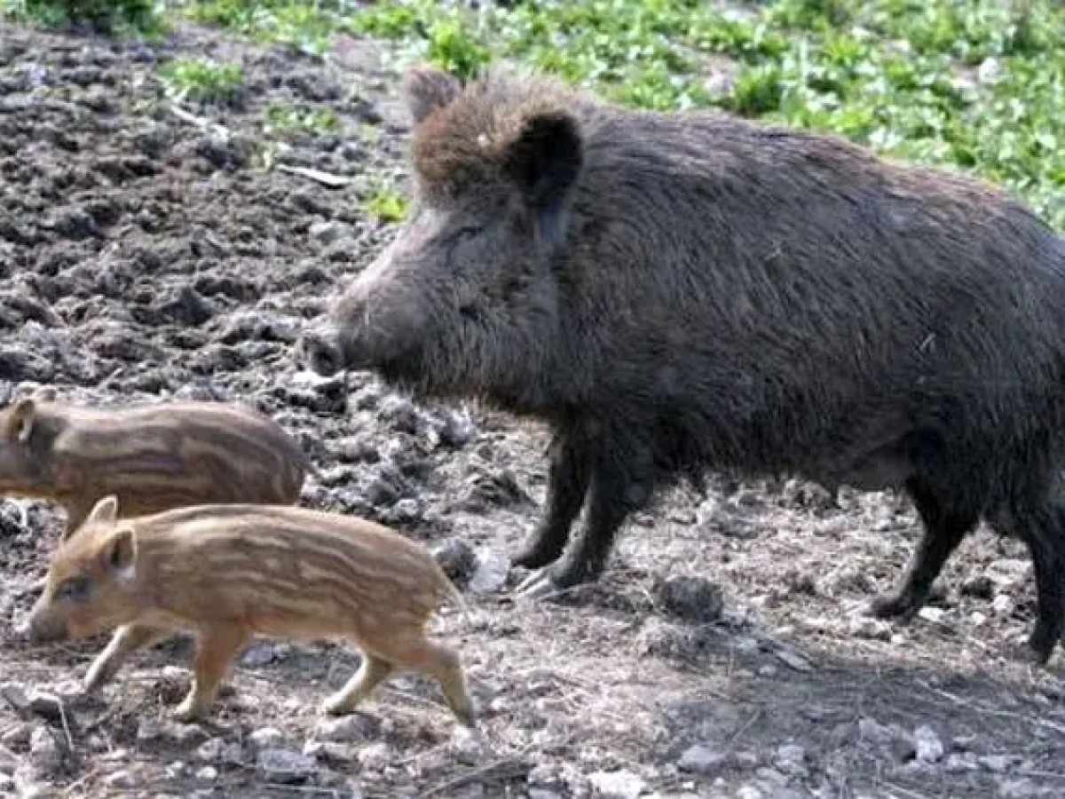 Κραυγή αγωνίας από τον Δήμαρχο Κασσάνδρας για τον υπερπληθυσμό των αγριογούρουνων