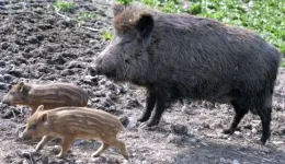 kravgi-agonias-apo-ton-dimarcho