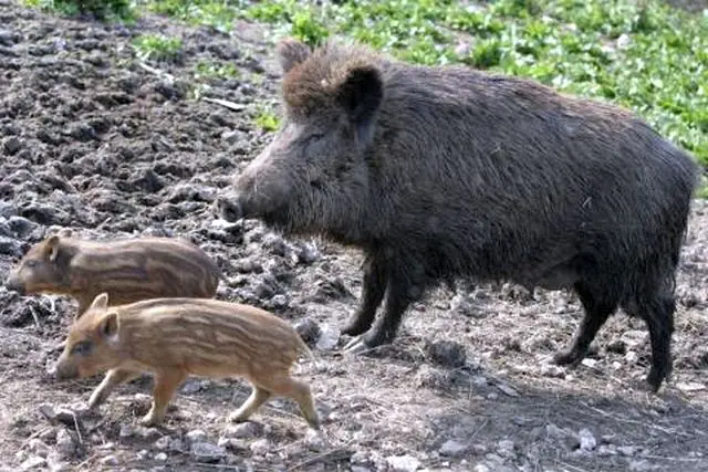 kravgi-agonias-apo-ton-dimarcho