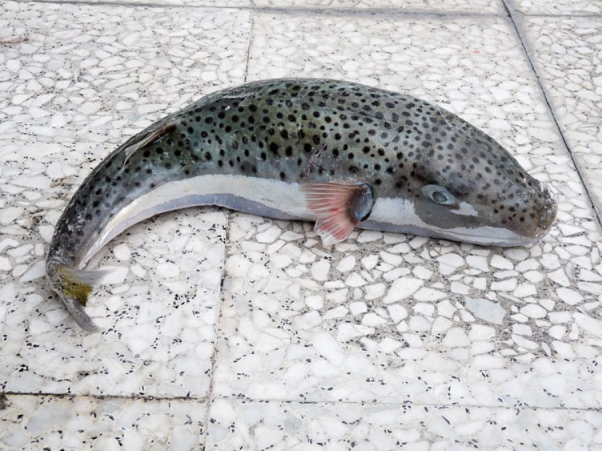 Κρήτη: Διεκδικούν υψηλότερη αποζημίωση για τους λαγοκέφαλους οι αλιείς