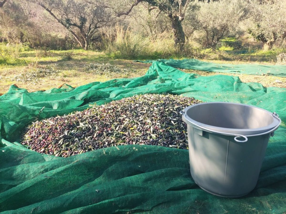 Κρήτη: “Καμπανάκι” επιστημόνων για την ελαιοκαλλιέργεια – Τί προτείνουν