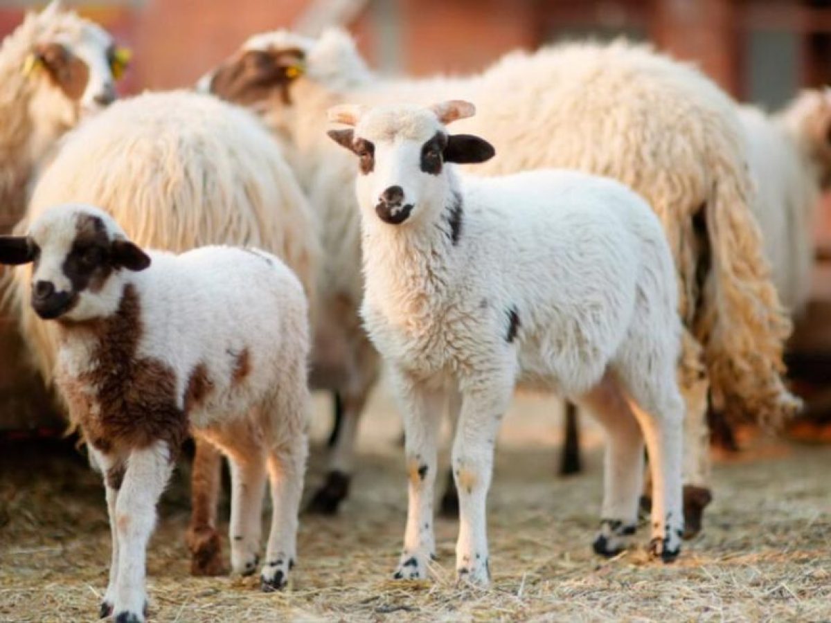 Κρήτη: Νέα παράταση των προληπτικών μέτρων για την ευλογιά αιγοπροβάτων, από αύριο έως την Πέμπτη 22/01