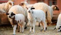 kriti-nea-paratasi-ton-proliptikon-2