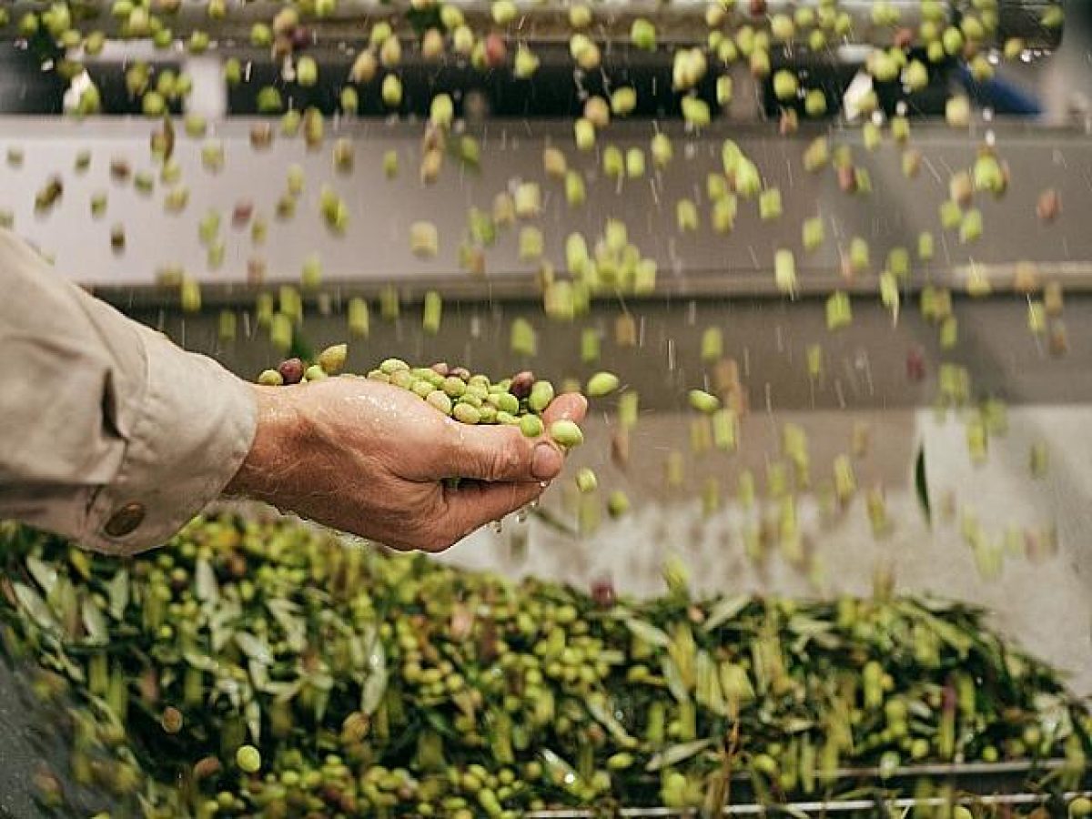 Κρήτη – λιομάζωμα: Φέτος τελειώνει πιο νωρίς από ποτέ – Τι γίνεται με τις τιμές