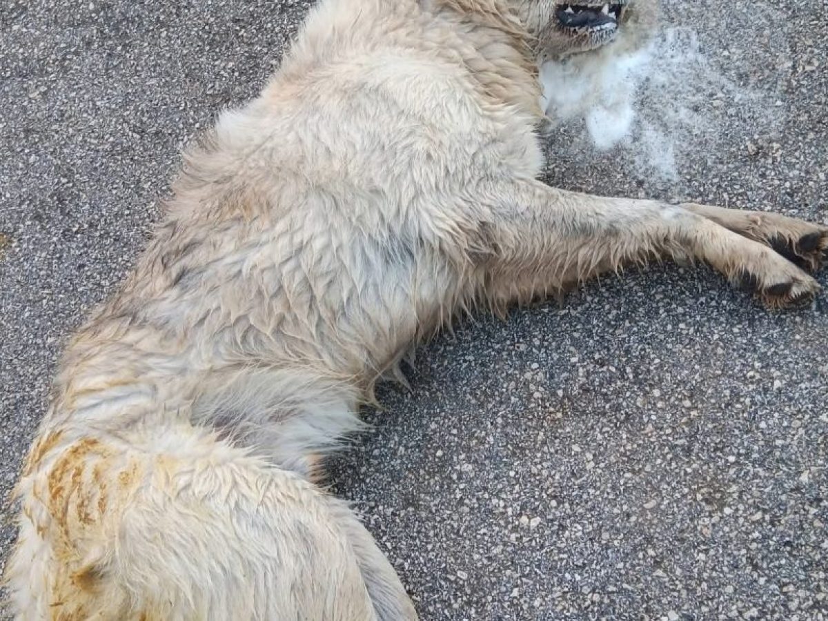 Κτήνη έριξαν φόλες και δηλητηρίασαν αδέσποτα σκυλιά στα Εξαμίλια (φωτό)