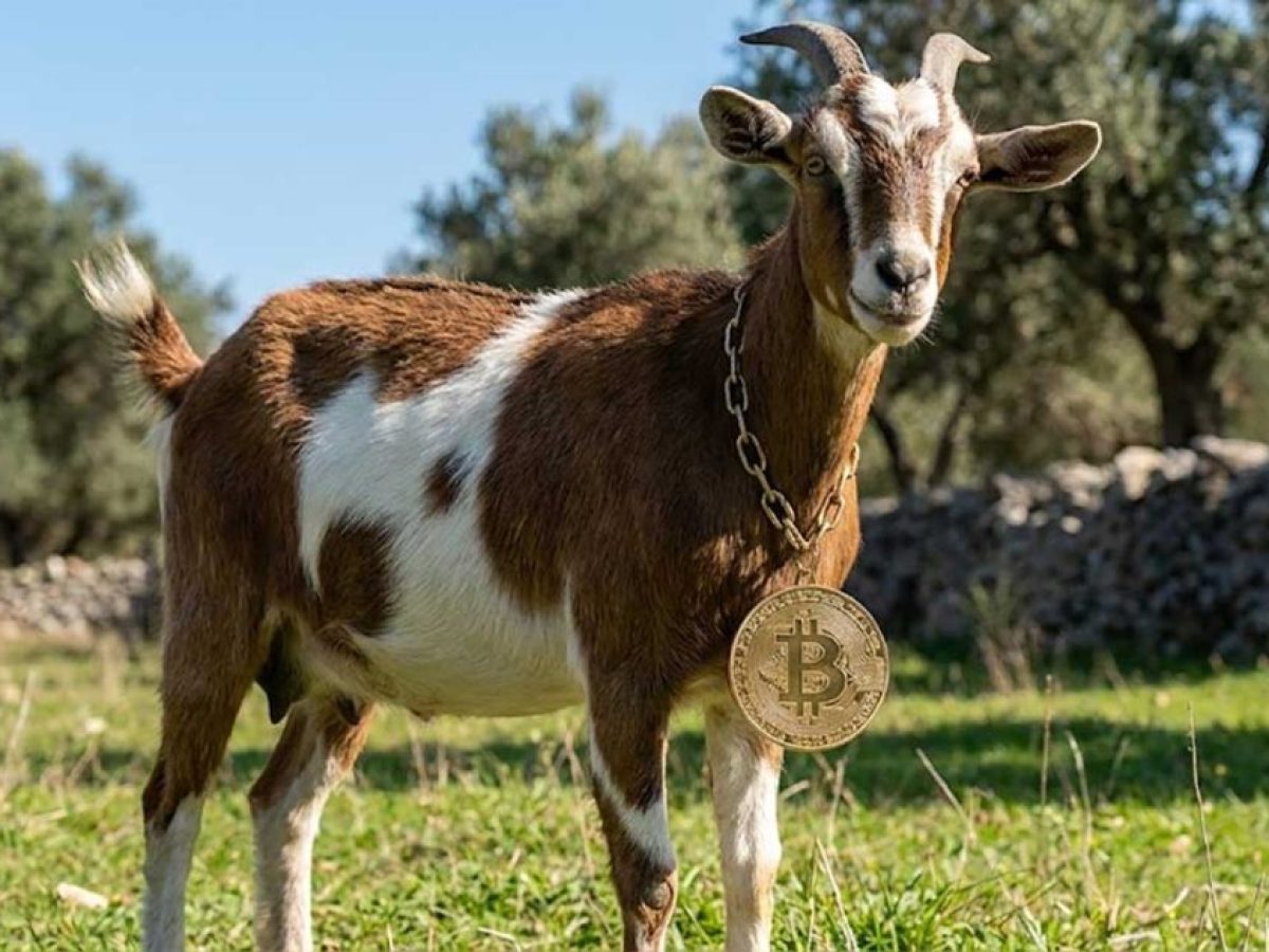 «Κτηνοτρόφος» με Bitcoin στα Τρίκαλα – ΟΠΕΚΕΠΕ τον πληρώνει