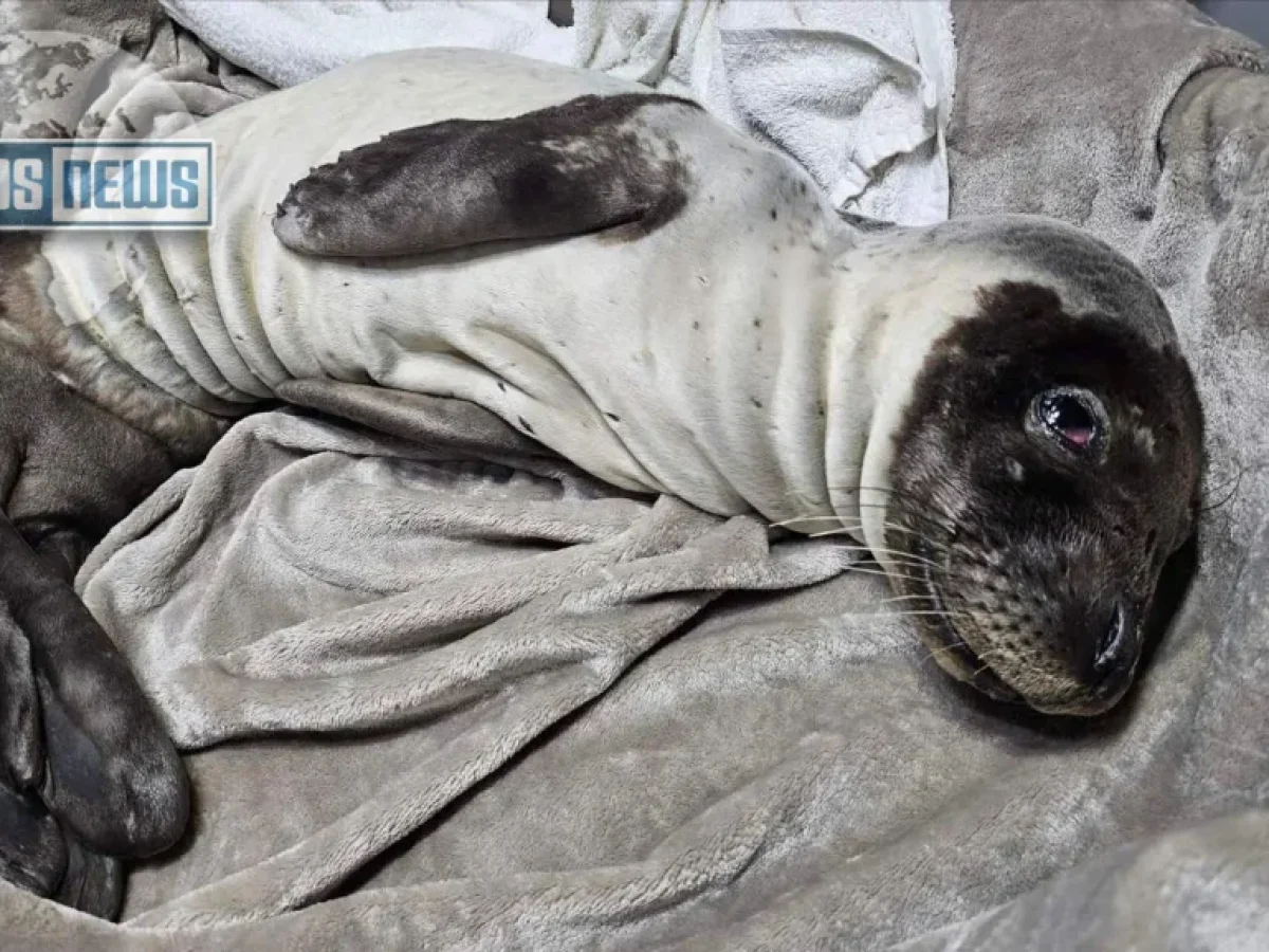 Λέρος: Διάσωση ετοιμοθάνατης φώκιας 30 ημερών – Αγώνας ζωής για να σωθεί