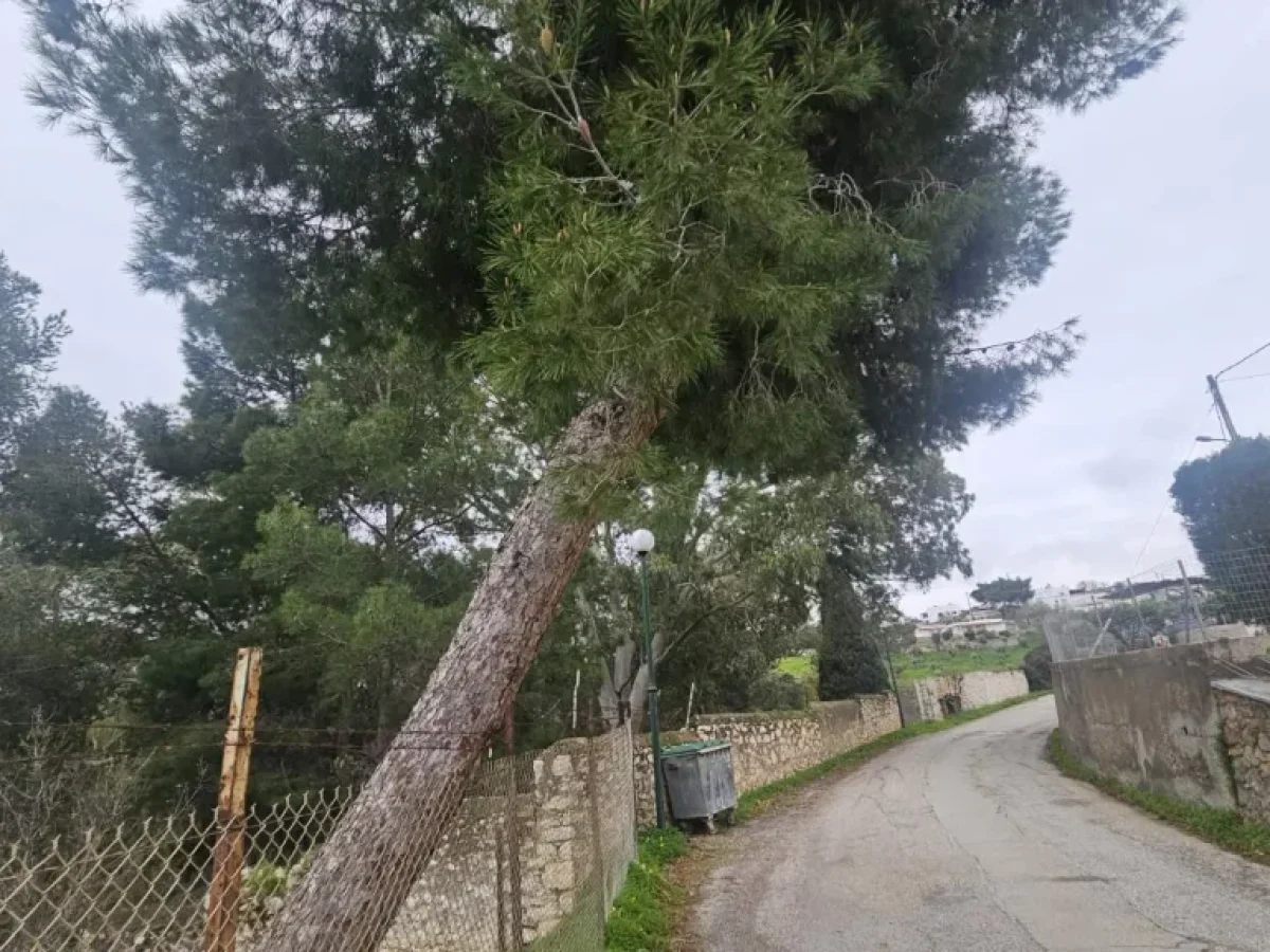 Λέρος: Έκκληση πολίτη για επικίνδυνο πεύκο στο Λακκί