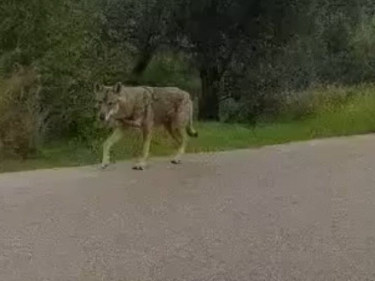 Μάτι με μάτι με τον λύκο: Σπάνιο στιγμιότυπο στον δρόμο Τρικάλων – Ανταλλάξιμα
