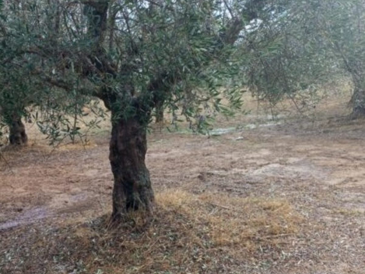 Μέχρι 26/1 οι δηλώσεις για τις ζημιές σε ελαιοκαλλιέργειες στη Μάνη