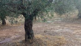 mechri-261-i-dilosis-gia-3