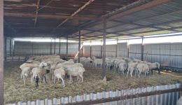 mechri-712026-paratinonte-ta-metra