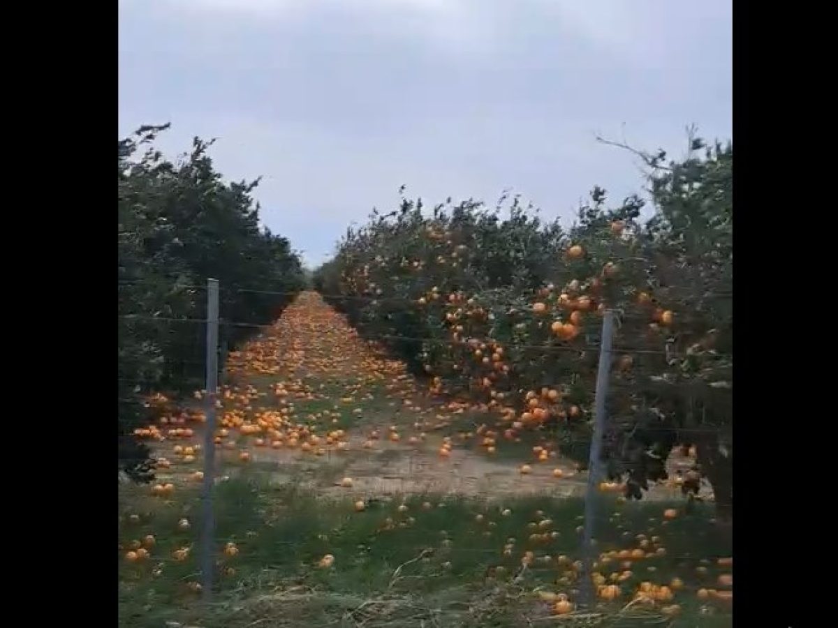 Μεγάλες οι καταστροφές σε εσπεριδοειδή στο Ευηνοχώρι από τους θυελλώδεις ανέμους- video