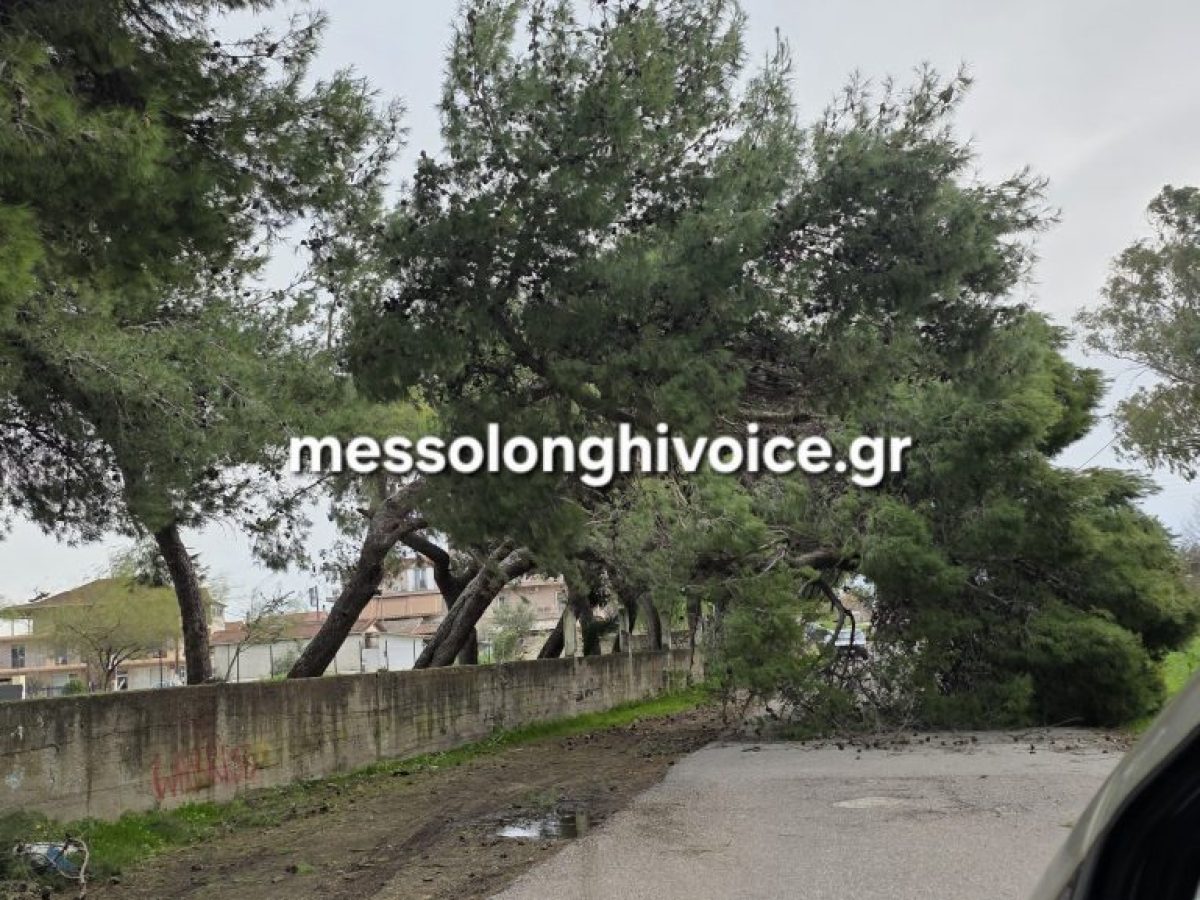 Μεσολόγγι: Έπεσε δέντρο κοντά στην ΔΕΥΑΜ