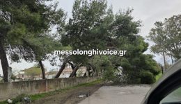 mesolongi-epese-dentro-konta-stin