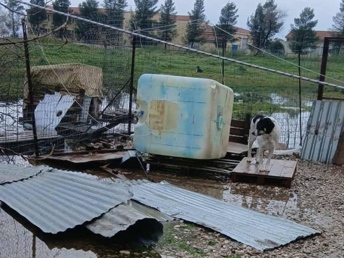 Μεσολόγγι: Η κακοκαιρία κατέστρεψε το χώρο που φιλοξενούν σκυλάκια εθελοντές φιλόζωοι