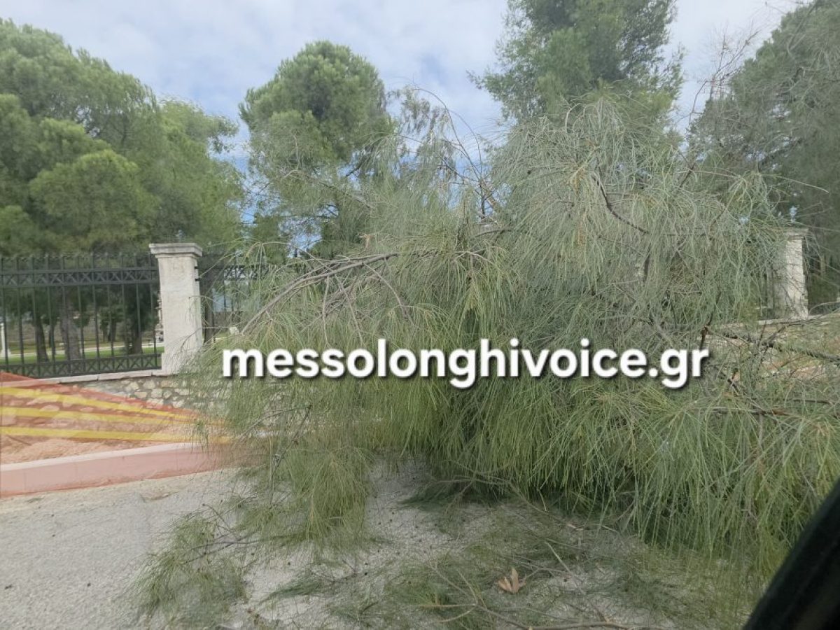 Μεσολόγγι: Πτώση δέντρου στον Κήπο των Ηρώων