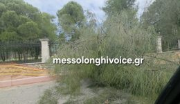 mesolongi-ptosi-dentrou-ston-kipo