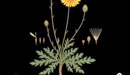 mia-anichti-ke-viomatiki-empiria