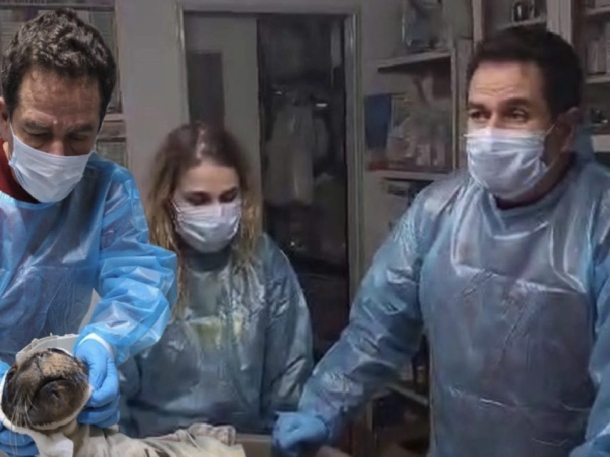 Μιχάλης Κοντραφούρης : Αγώνας δρόμου για τη ζωή νεογέννητης φώκιας στο Αιγαίο