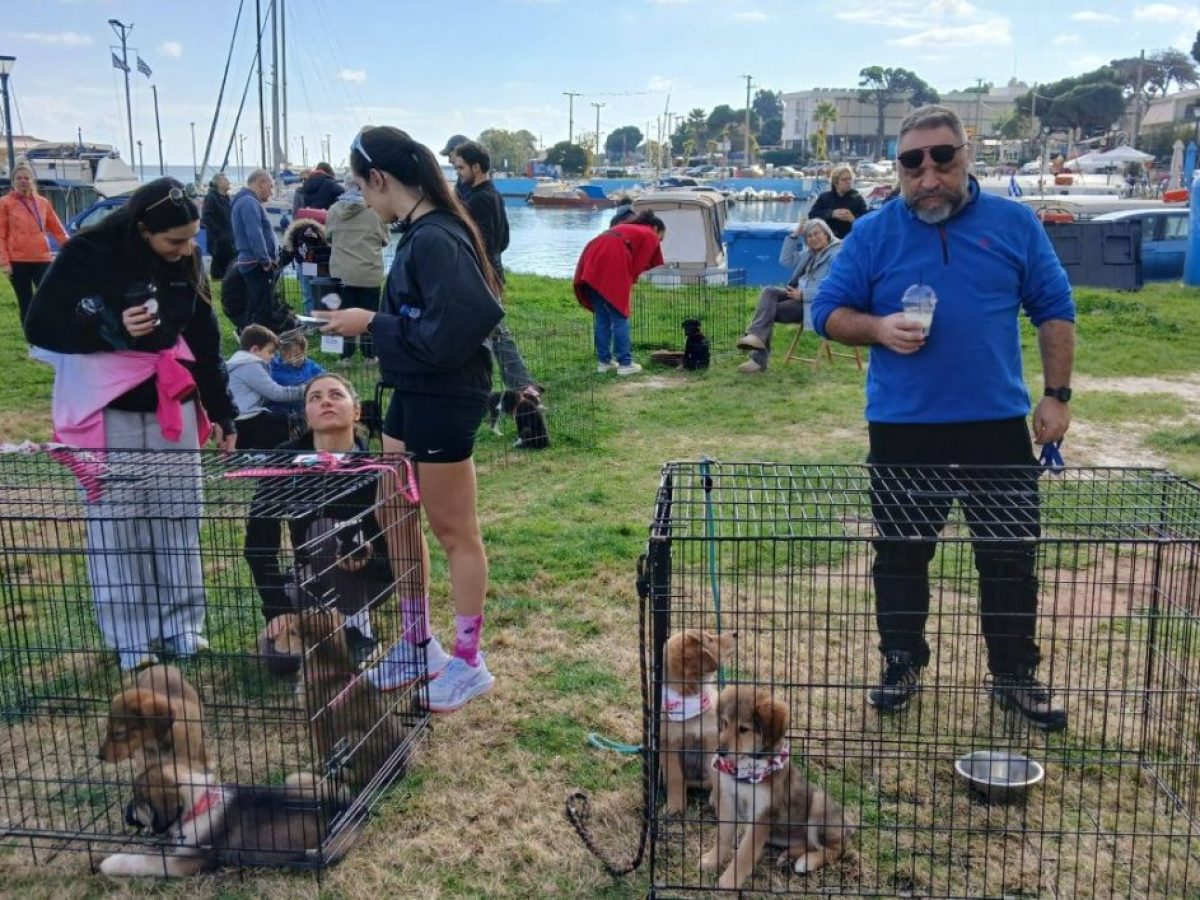Μικρή ανάσα, μεγάλη Ελπίδα: 21 σκυλάκια βρήκαν οικογένειες από τις Ημέρες Υιοθεσίας