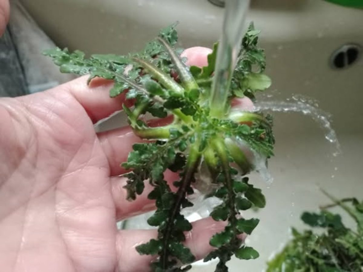 Μήλος: Ένα διήμερο αφιερωμένο στο “τουρκόχορτο”  του νησιού!