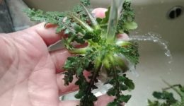 milos-ena-diimero-afieromeno-sto