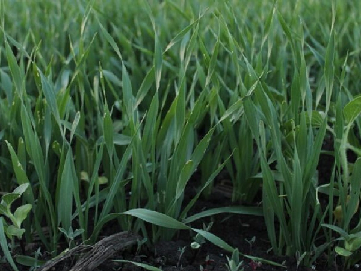 Μειωμένες οι καλλιεργούμενες εκτάσεις σιτηρών