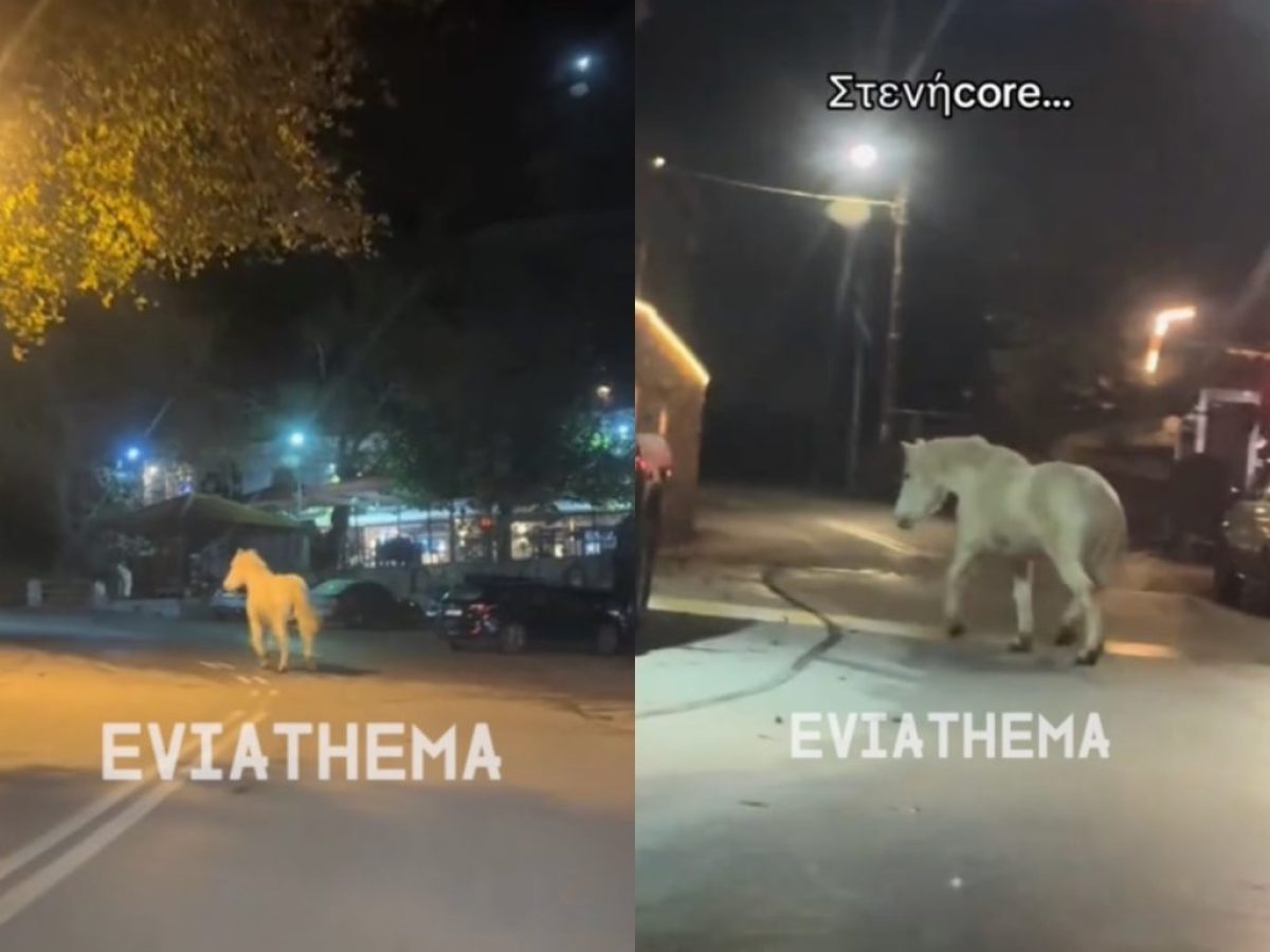 Μοναχική βόλτα στη Στενή: Το άλογο που περπάτησε στο στολισμένο χωριό και η μαγική εικόνα της ηρεμίας