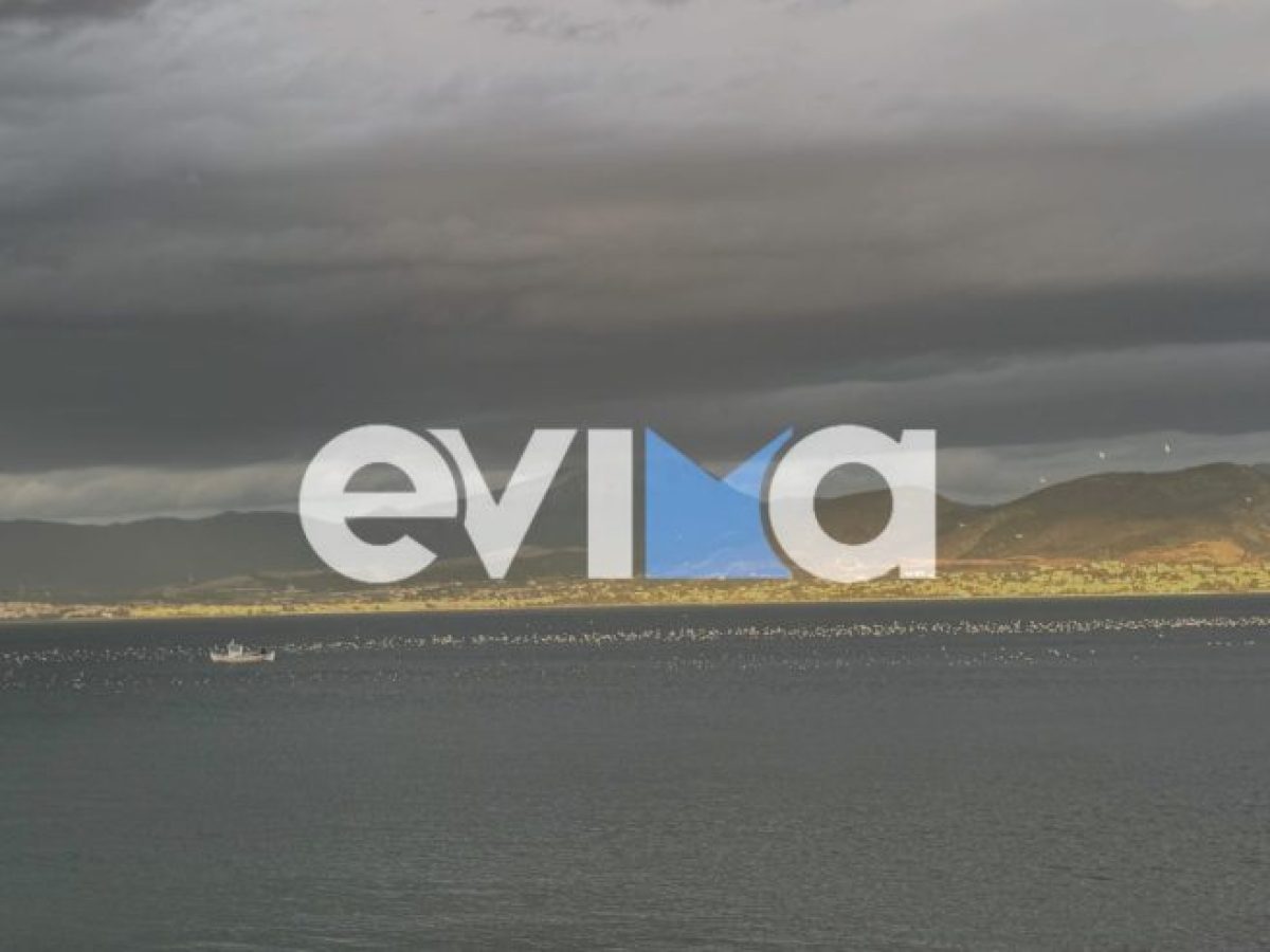 Μοναδικό τοπίο! Γλαροπούλια «σκέπασαν» θάλασσα στην Εύβοια (vid)