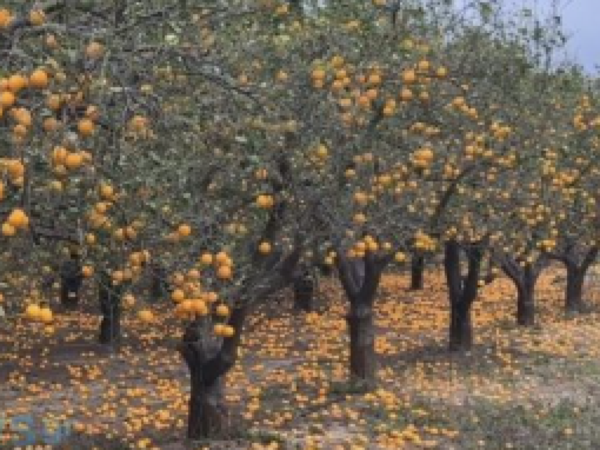 Ναυπακτία: Ζημιές και σε περιβόλια με πορτοκάλια στο Γάλατα