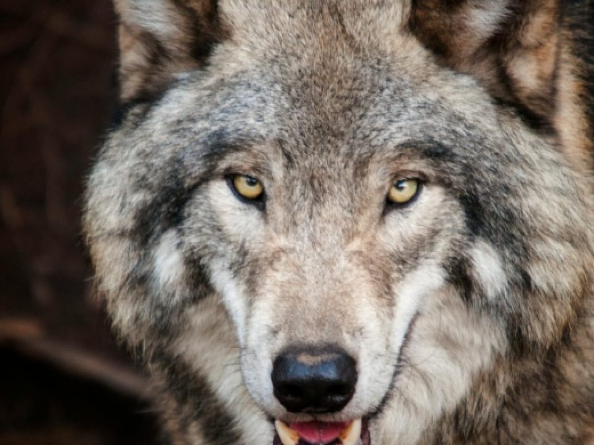 Ναύπακτος: Νεκρός λύκος μετά από παράσυρση στην περιμετρική οδό