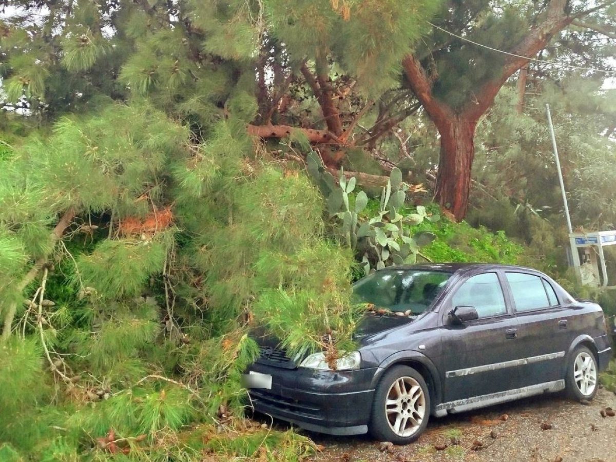 Ναύπακτος: Πεύκο έπεσε σε ΙΧ στον Άγιο Γεώργιο