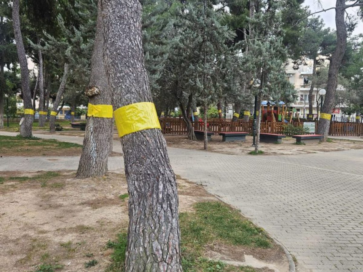 Νέα Ιωνία – Προσοχή! Μην αφαιρείτε τις κίτρινες ταινίες από τα πεύκα!