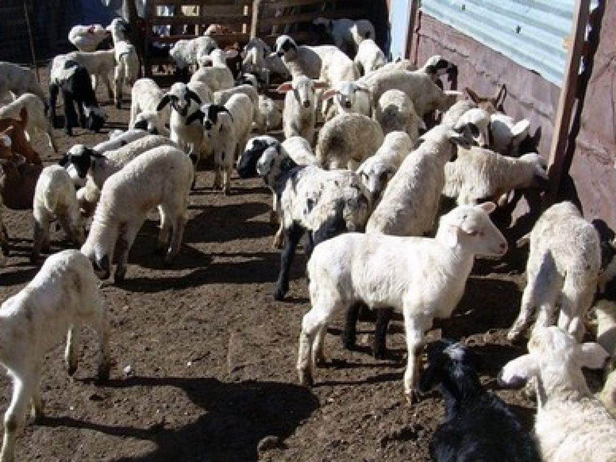 Νέα κρούσματα ευλογιάς αιγοπροβάτων στην ΑΜΘ – «Ποδαρικό» με έξι περιστατικά το 2026