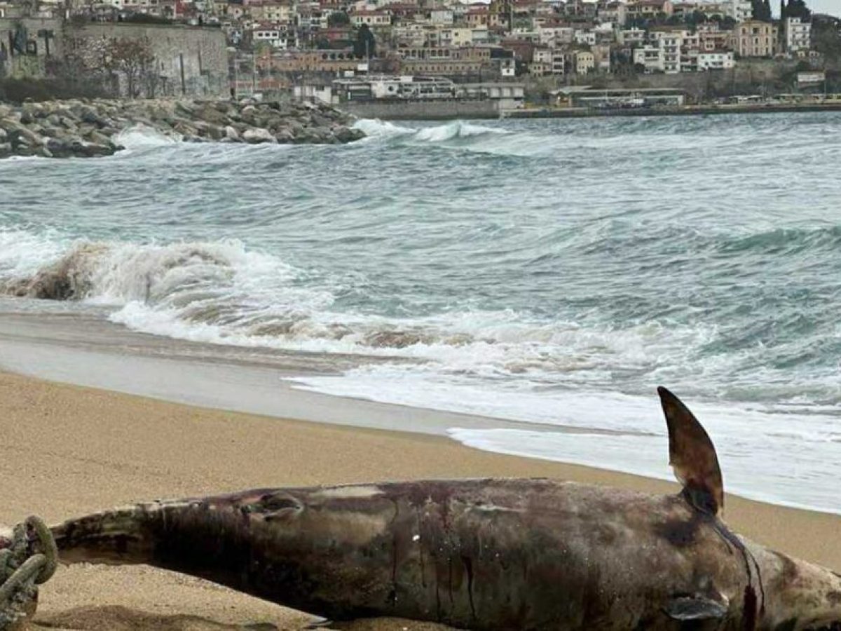 Νεκρό δελφίνι ξεβράστηκε στην παραλία της Ραψάνης στην Καβάλα