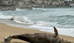 nekro-delfini-xevrastike-stin-paralia