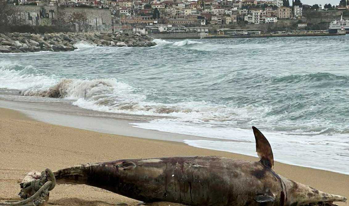nekro-delfini-xevrastike-stin-paralia
