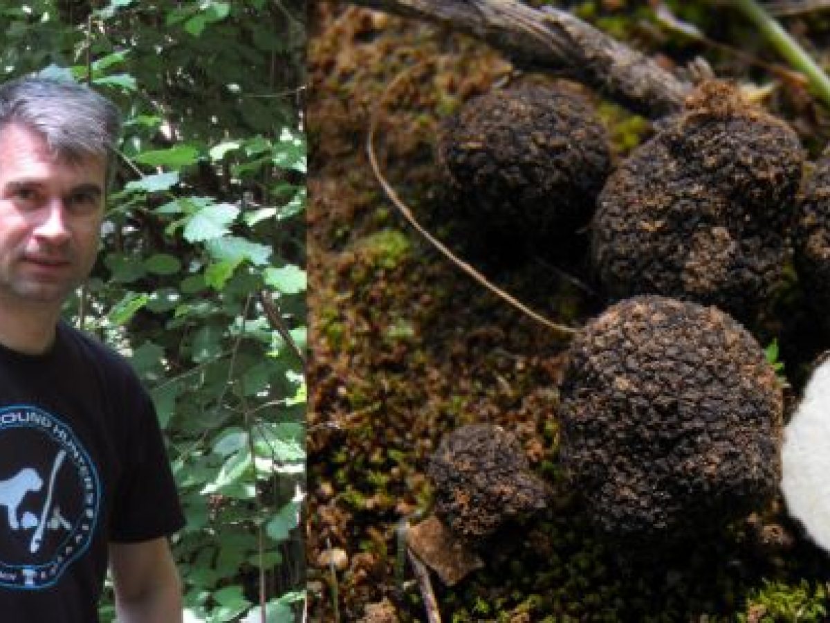 Νέο είδος μανιταριού στη Ραφήνα και την Αρτέμιδα: Ένας «υπόγειος θησαυρός» της Ανατολικής Αττικής – rpn