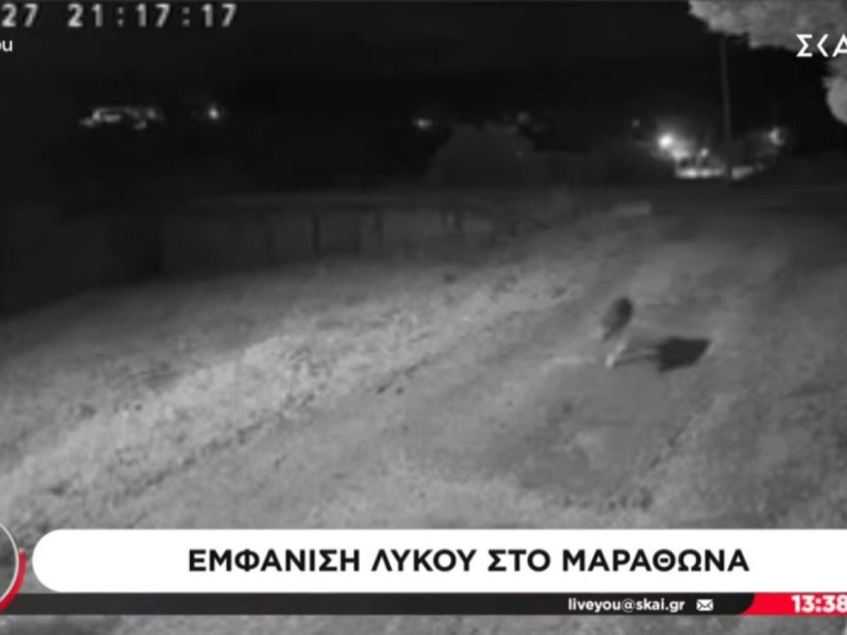 Νέο περιστατικό με εμφάνιση λύκου στον Μαραθώνα – Δεύτερο τον ίδιο μήνα (vid)