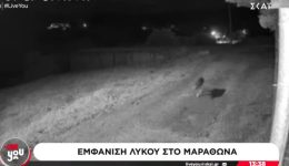 neo-peristatiko-me-emfanisi-likou