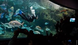 o-Αgiasmos-ton-idaton-sto-1