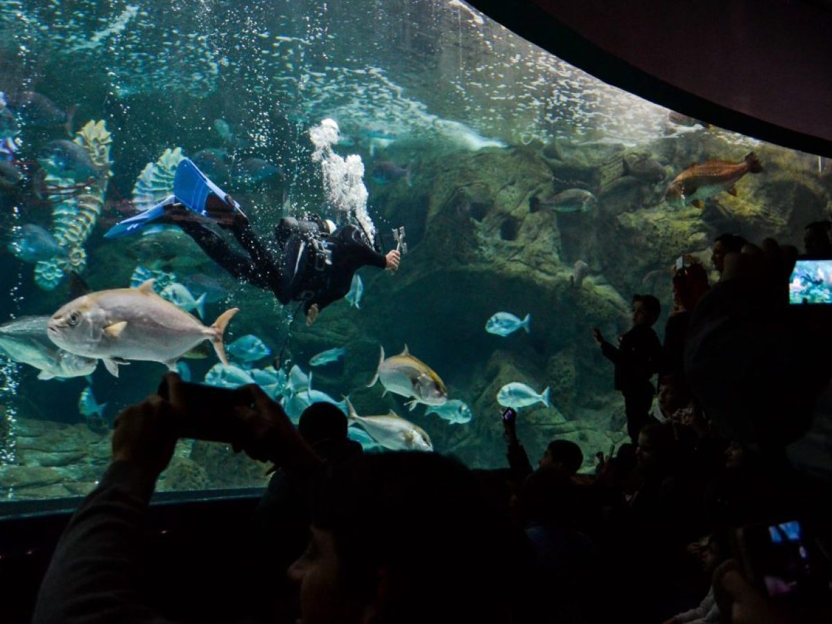 Ο Αγιασμός των Υδάτων στο Ενυδρείο Κρήτης