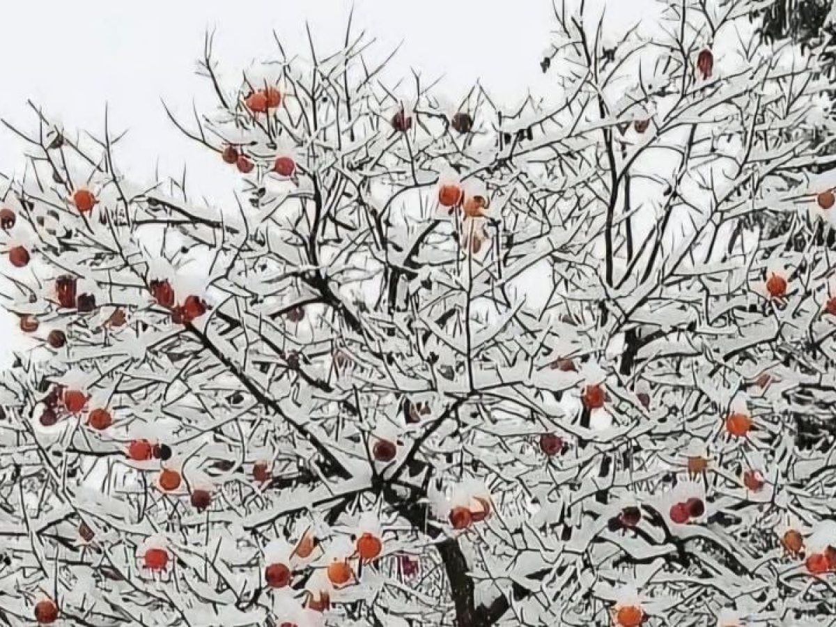 Όταν οι «χουρμάδες της Τραπεζούντας» δίνουν χρώμα στο χιονισμένο τοπίο