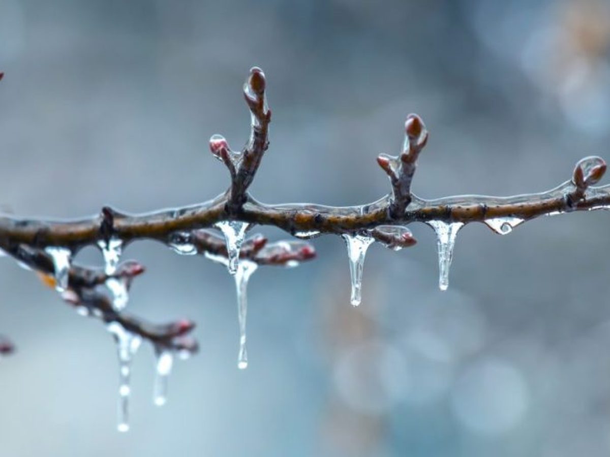 Παγετός στην Αργολίδα: Ανησυχία στους αγρότες – Πόσο έφτασε η θερμοκρασία