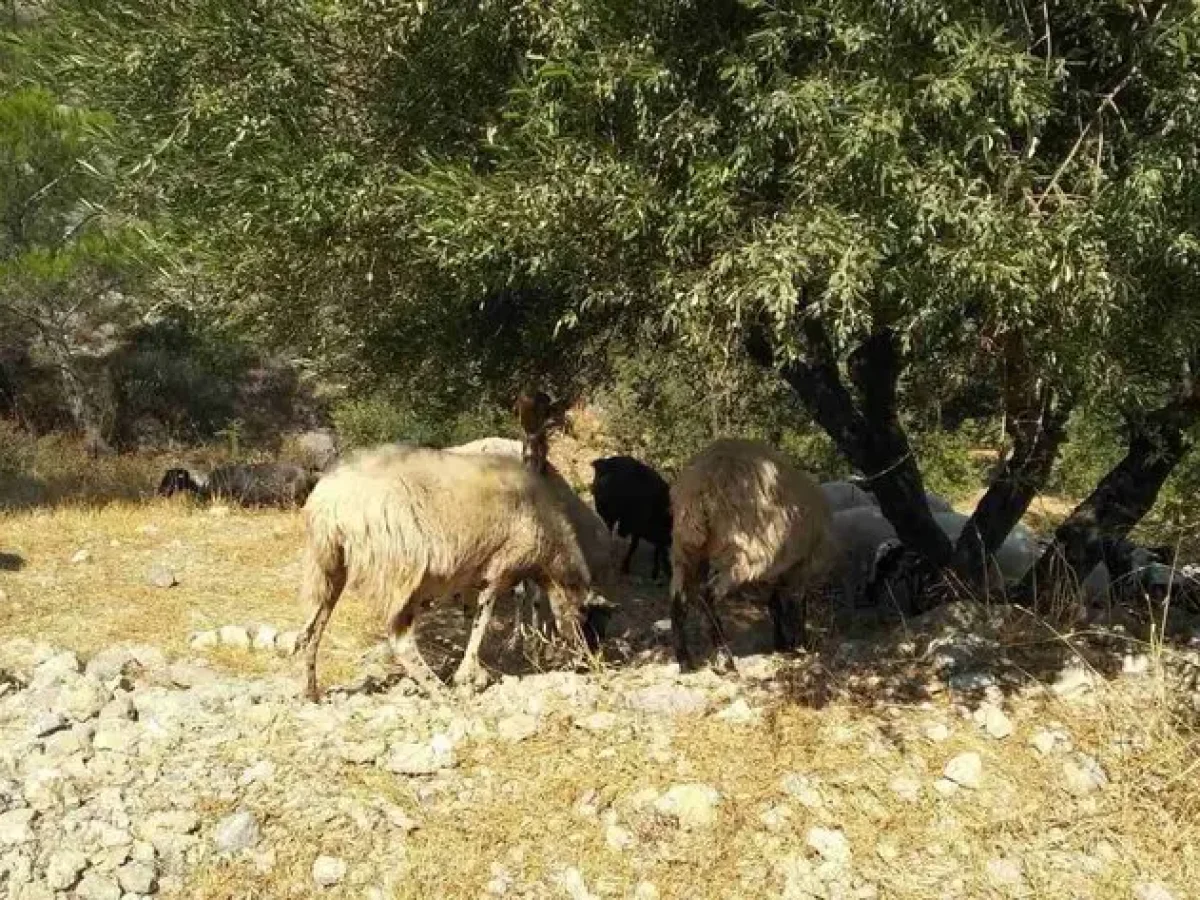 Παρατείνονται τα προληπτικά μέτρα για την ευλογιά των αιγοπροβάτων στην Κρήτη 