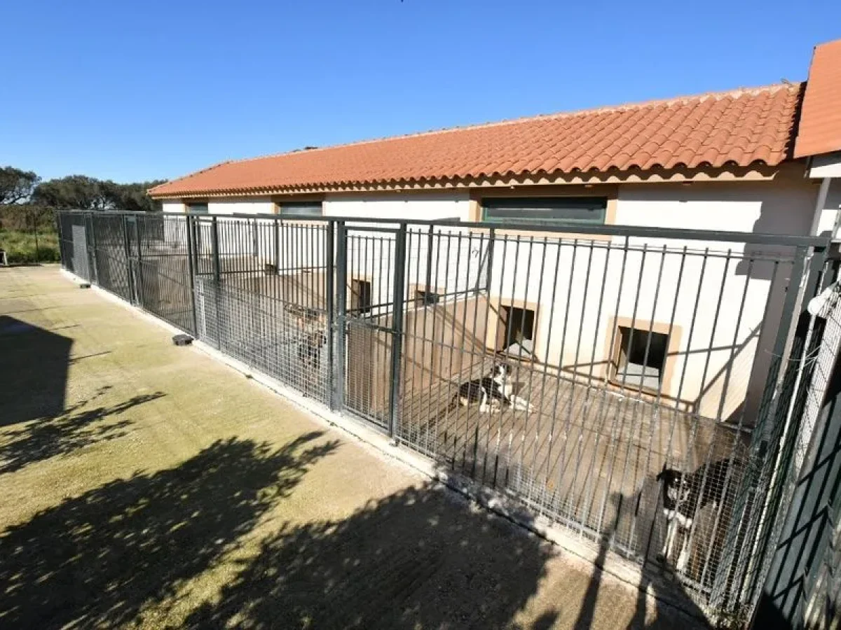 Πάτρα – Δημοτικό καταφύγιο αδέσποτων ζώων: Στα σκαριά επέκταση του χώρου