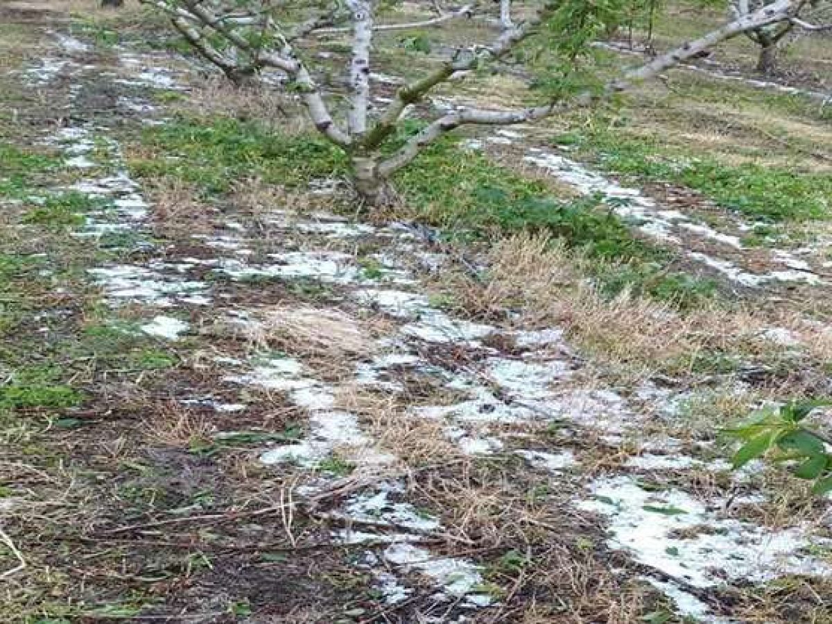 ΠΕ Πέλλας: Τι ζητούν οι δενδροκαλλιεργητές
